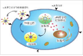 研究方向二：靶向药物递送体系研究